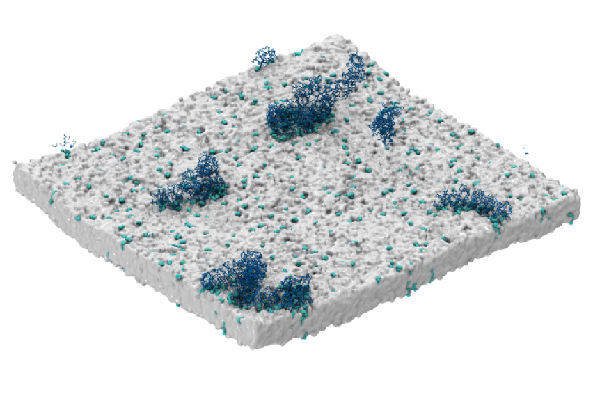 A coarse-grained molecular dynamics model of PIP kinases binding to the cell membrane